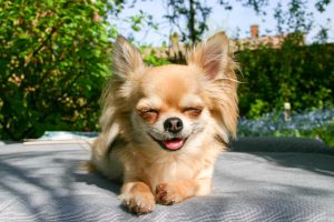 chihuahua dog outdoors