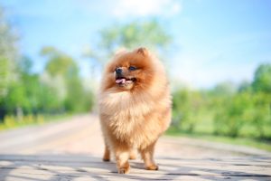 playful Pomeranian dog
