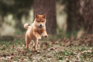Shiba inu