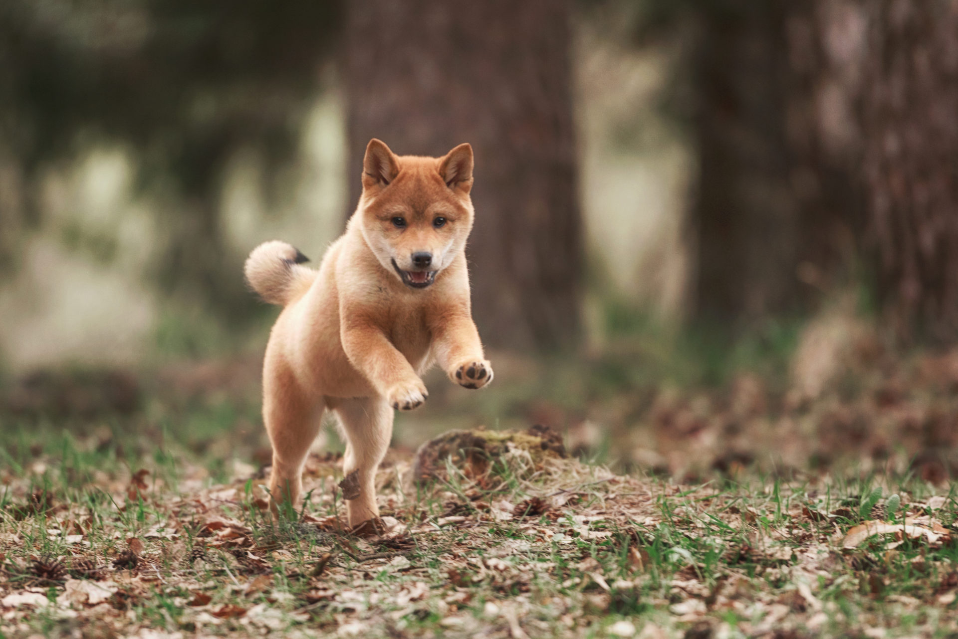 Shiba Inu coin crypto cryptocurrency shibainu HD phone wallpaper   Peakpx