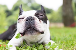 Boston Terrier dog
