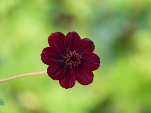 Cosmos atrosanguineus