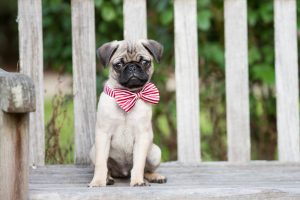 pugs