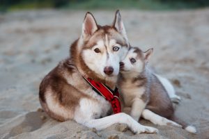 husky