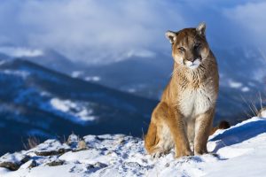 wild animals