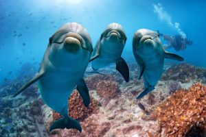 help dolphin