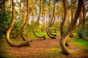 Crooked Rain Forest