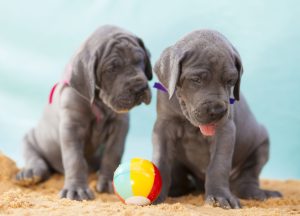 great dane puppies