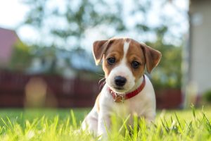 Jack Russel puppy