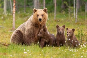 cute bears