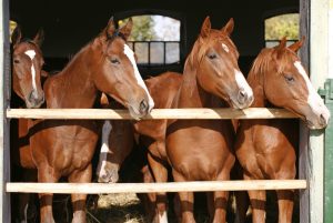 horses outdoor