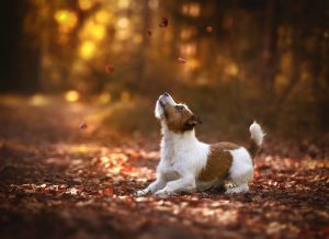 Jack Russel dog playing