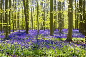 Hallerbos forest