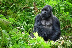 gorilla