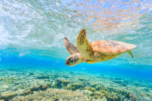 sea turtle