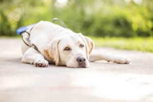 emotional support dog
