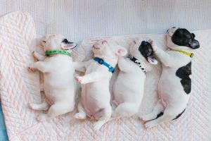 Bulldog puppies