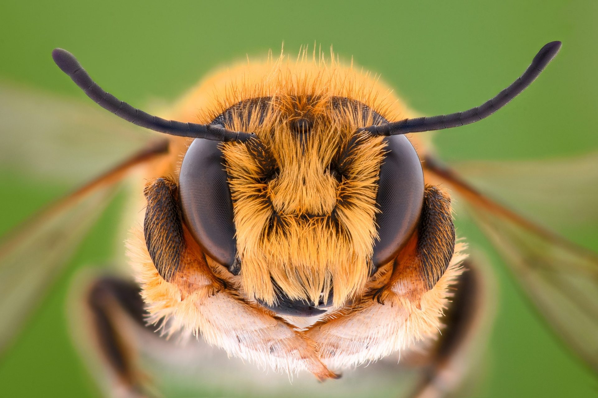 bee