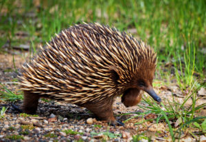 Echidna animal australia