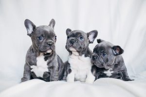 Bulldog puppies