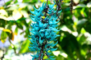 Jade Vine