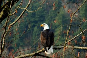 eagle