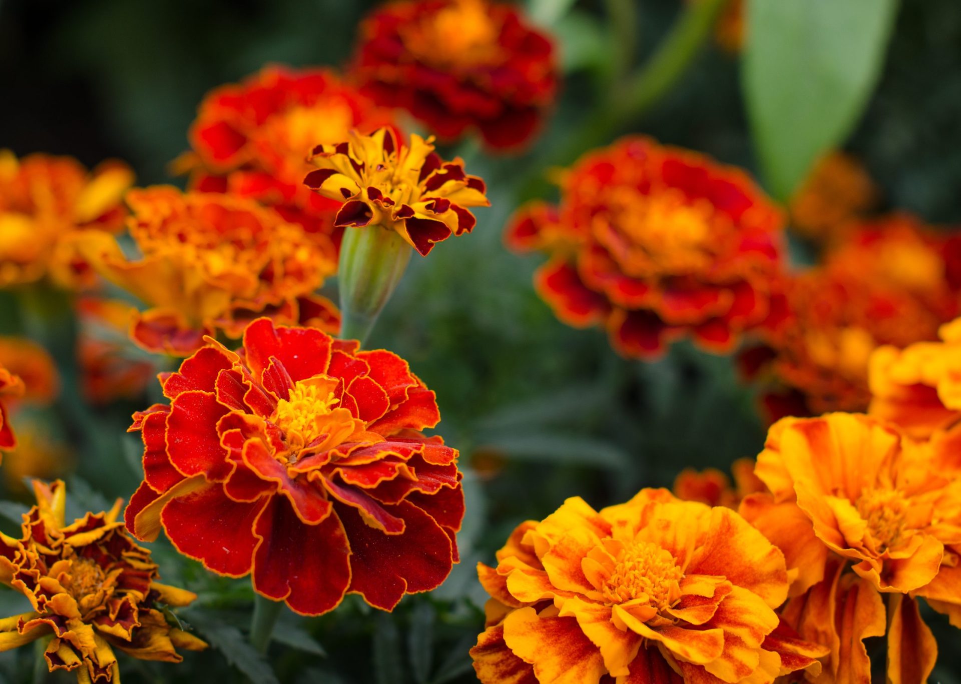 Marigolds