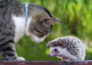 hedgehogs