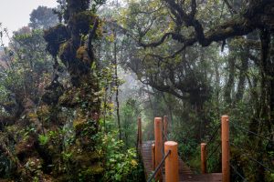 mossy forest in Malaysia