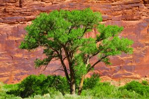 trees