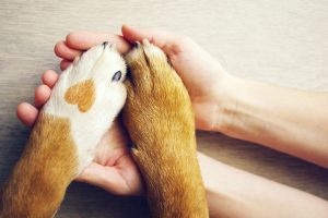 emotional support animal