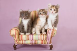 American Curl Kittens