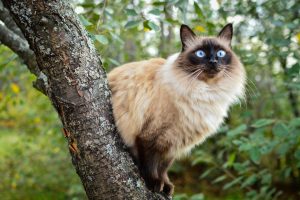 The Balinese cat in a tree