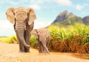 elephants