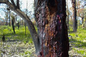 Dieback trees in Australia