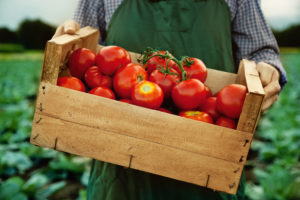 tomatoes