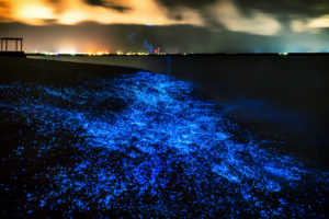 Illumination of plankton at Maldives