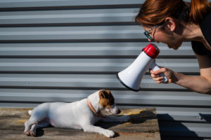 yelling at a dog