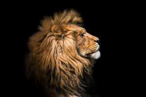 lion