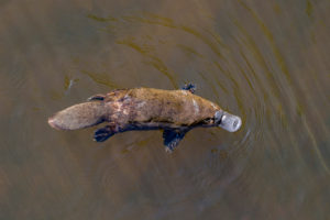 The Platypus