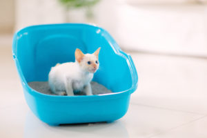 potty trained cat