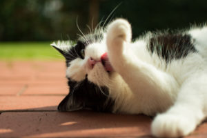cat clean