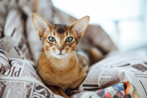quiet cat