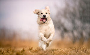 dogs running