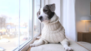 calm dog