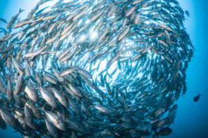 food fish wildlife