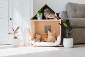cat at home