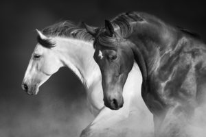 horse