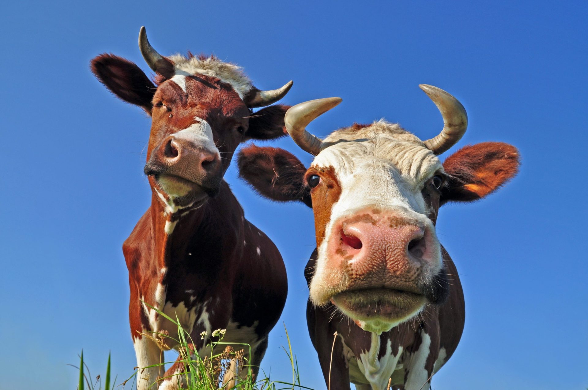 cow