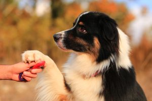 dog obedience training
